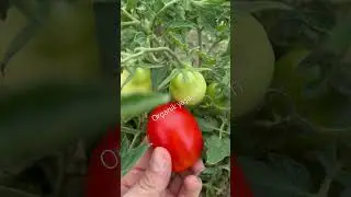 Hibrit domates &ouml;rneği #organik #garden #farming