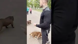 Собачка десантируется к уткам в болото, грозные були на бесконтрольном выгуле⚠️ 🥩