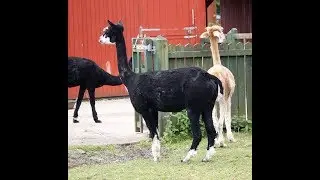 Hull UK City of Culture 2017 , East Park    Llama