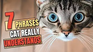 7 Surprising Phrases Cats Really Understand (Plus Tips to Strengthen Your Meow Friendship!)