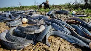 Amazing hand fishing - a female farmer pick duck eggs and catch fish in the rice field 