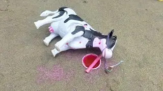WADIDAU PROSES POTONG SAPI MANUSIAKARDUS. Greenly Mini Cow#