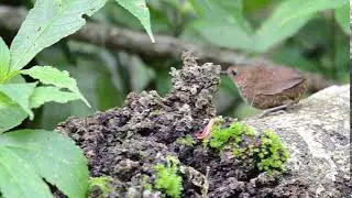 pygmy cupwing (Pnoepyga pusilla)