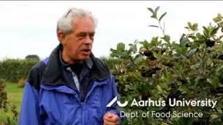 Aronia berries - yield and quality of juice in organic cultivation