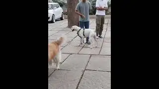 Blessing received #goldenretriever #doglove #dogslife #dog #DogBlessing #StFrancisFeastDay