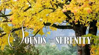 Relaxing Piano Melodies with a Relaxing nature view. 01 Hour of Music to Help You Relax