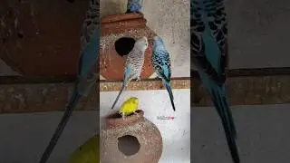 rare budgies pair! for sale!🐦 budgies shorts!!#pets#budgies#birds#youtubeshorts#budgi