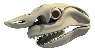 Great White Shark Skull 3D Model