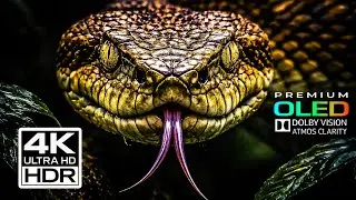 KINGS OF THE WILD &mdash; Deadly Snakes in Documentary 4K Ultra HD | Dolby Vision OLED (TV Demo)