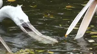 Krauskopfpelikan (Pelecanus crispus) Pelikan Fr&uuml;hling Tierpark Tiergarten Zoo Sch&ouml;nbrunn Vogel Teich