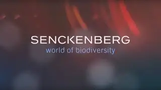 Das neue Senckenberg-Museum erklärt