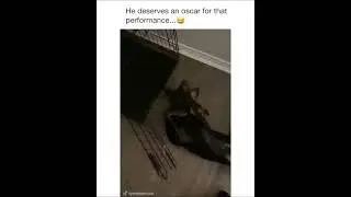 Dog pretends to be dead 