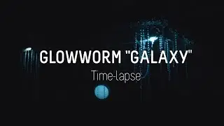 The glowworm 