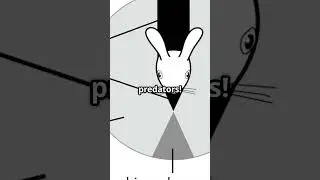 👀 How Rabbits See the World&mdash;It&rsquo;s Not What You Think! 🐰