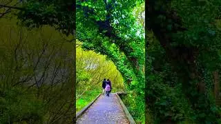Beautiful boardwalk loop in Pollardstown #kildare #ireland #irishcountryside #nature #travel #fun