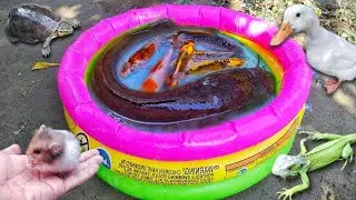 Finding Ornamental Fish, Betta Fish, Giant Catfish, Koi Fish, Lobster, Turtle, Duck, Fish, 475