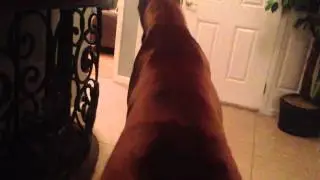 Huge Great Dane barking & growling