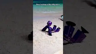 Как #stikbot мигрируют в океан...