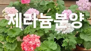 2026년1/18제라늄분양영상  입니다~세트및 러시아개별입니다~(러시아,k제라)