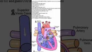 Heart Anatomy Internal Cambers#anatomy #health #heart #structureofheart