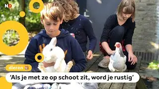Kinderen in Amersfoort knuffelen vandaag extra met dieren op school