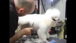TOELETTATURA COMMERCIALE BARBONE TOY DI 7 MESI