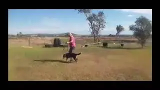 RECALL FOR DEAF DOGS