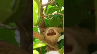 What Makes Sloths Move So Slowly