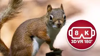 Cute Red Squirrel being a Pig (in 8K 3D VR 180&ordm;).