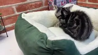 ペットショップCOO&RIKU　No.4453222　マンチカン