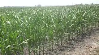 FPS corn update