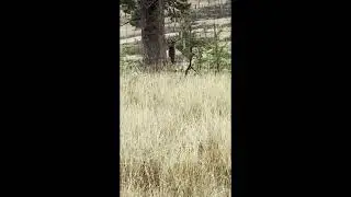 Elk Bugle in the Bob Marshall Wilderness