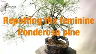 Repotting the feminine Ponderosa pine