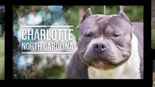 Atomic Dogg Magazine Super Bully Show Charlotte, NC 2011