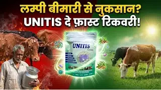 Lumpy Skin Disease Recovery in Cattle &ndash; UNITIS Powder Works Wonders! #akharvzoocare #unitis #lumpy