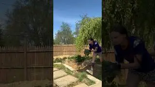 Weeds Or Wildflowers #homeiswithus #vlogshorts #inthegarden#weeding #dlog#zerowoofersnoot