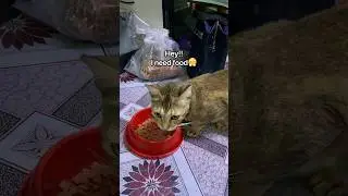Cat logic.. 😅 (credit @ExplodingKittensInc) #cat #kitty #tiny #funnycats #catlogic #lol