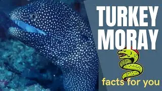 turkey moray facts 🐟 guineafowl moray 🐟 white-mouth 🐠 whitemouth moray 🐟