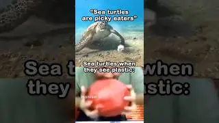 Save the sea turtles 🙏