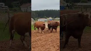 Oxen Tilling Soil &ndash; Ancestral Farming in Chile Spring