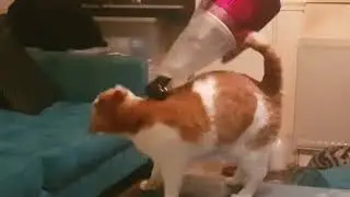 Ginkgo the amazing dustbusting cat!! 2019