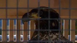 Missouri Department of Conservation release healed eagle after being caught in fishing line