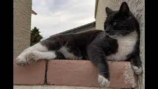 Stubs eating wet food in the CatzOfDuty save a cat house. please like and subscribe.