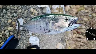 Fethiye LRF balık avı,Tral ve Benekli Orkinos  Blue Runner & Little Tunny