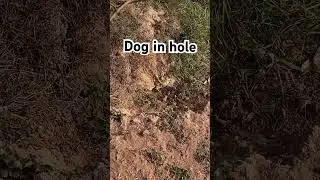 Doggy run into hole #dog #nature #lifeisbutadream #vlog