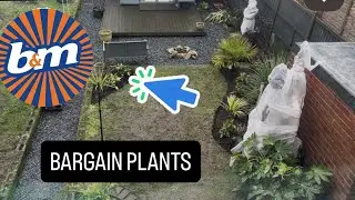 Planting more Evergreen interest on my Tropical style garden #border #plants #tropicalgarden 