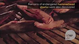 Chinese fishing crew held in Ecuador over endangered sharks