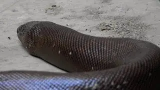 Red Sand Boa snake