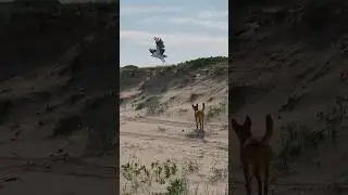 A curious dingo approaching a white bellied sea eagle. #onthefencefilm #savethedingo #dingo