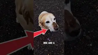 Dog and Mice are Friends???